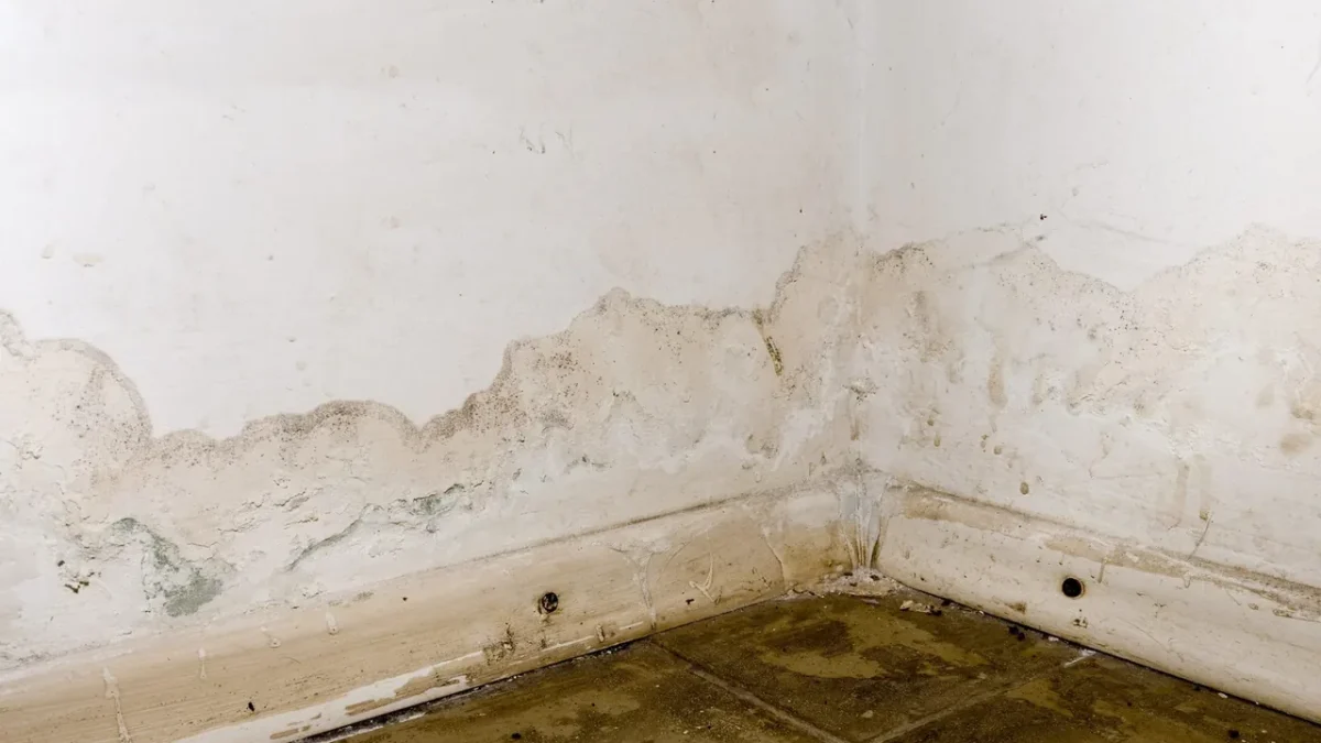 Damp marks at the base of two walls
